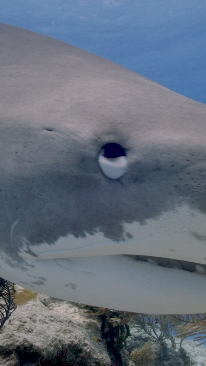 The Deities of Tiger Beach ! These magnificent gentle giants humble you, locking eye contact as they share their ocean with you. They calmly glide around, whilst effortlessly navigating their underwater landscape. It is rare to observe these animals in full hunting BOSS mode … but when they switch it on they command the uttermost RESPECT!!! Filmed on a Red Digital Camera with a Gates Underwater Housing. @reddigitalcinema @gates.underwater @biminiscubacenter @sharkeducation #red #gates #shark #tiger #tigershark #underwatercamera #tigerbeach #bahamas #predator #filmedonred #shotonred #sharkeducation #sharks4kids #nictitatingmembrane #scuba #sharkdiving #travel #travektheworld #wanderlust #bucketlist