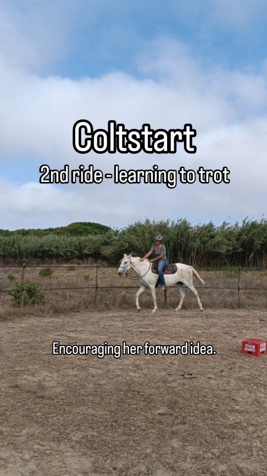 Hera learning to trot with a rider on her 2nd ride.