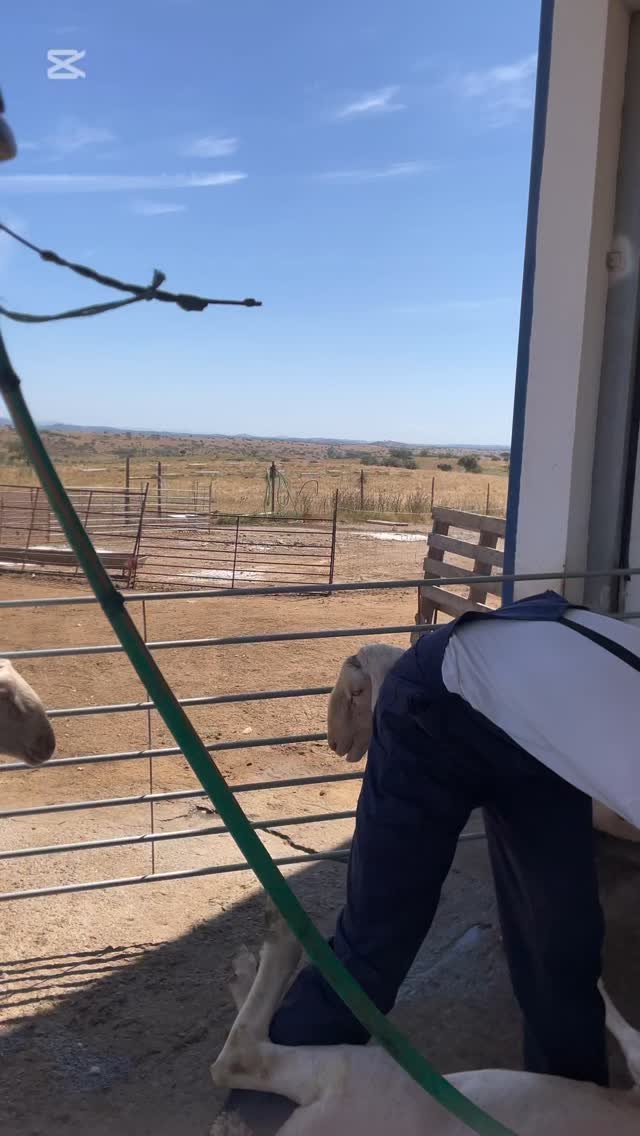 A tosquia no Alentejo é tradição que se mantém viva! ✂️🐑
Com a chegada do calor, é tempo de cuidar das nossas ovelhas e celebrar o saber dos pastores. 🌾❤️
Um momento de trabalho, partilha e respeito pela natureza! ☀️👨🌾
.
.
.
#ovelha #gado #natureza #ambiente #paz #tranquilidade #mértola #visitmertola #visitasguiadas #visiteguides #tours #alentejo #alentejotrips #turismoalentejo #turismobaixoalentejo #turismoportugal #spain #france #spaintourism #frenchtourist #england #verão #summertime #verãoalentejo #visitasguiadas #visitasguiadasespañol #visitasguiadasensevilla