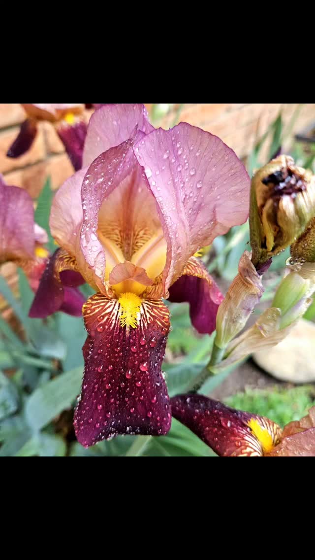 Water droplets in the morning on Iris flowers in Saginaw County.
#kathy_woods_booth_photography #michiganphotographer #michiganphotographer #puremichigan #reels #beautiful #waterdrops #waterdroplets #flowers #flowerslovers #naturelovers #nature