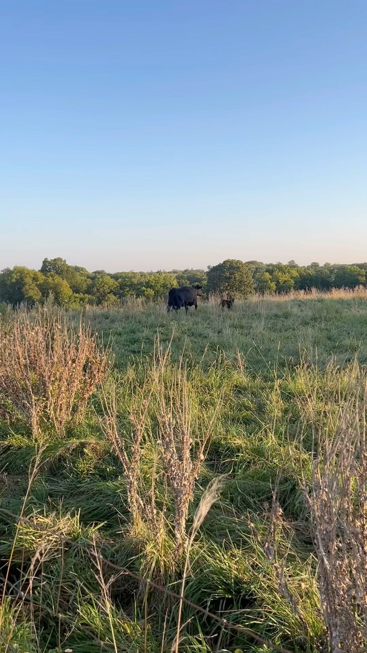 OF COURSE - she gets out again and Nick opens the gate and she walks right in 🫠 but silver lining: we did have our first set of TWINS on the farm!! -Anissa
.
.
#cattle #cattleranch #cowboys #cowboy #beefcattle