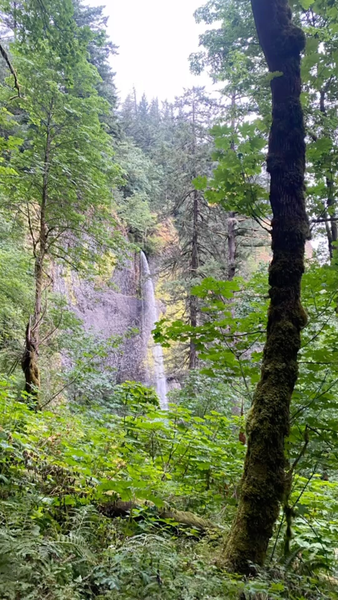 A little #hiking to get ready for #mtsainthelens in a few weeks👍
.
.
.
.
.
.
#summerhikes #hikingadventures #hikeyourownhike #hike4exercise #feelinghealthy #hike4health #chubbyguyhikes #pnwhiking #hikinginthepnw