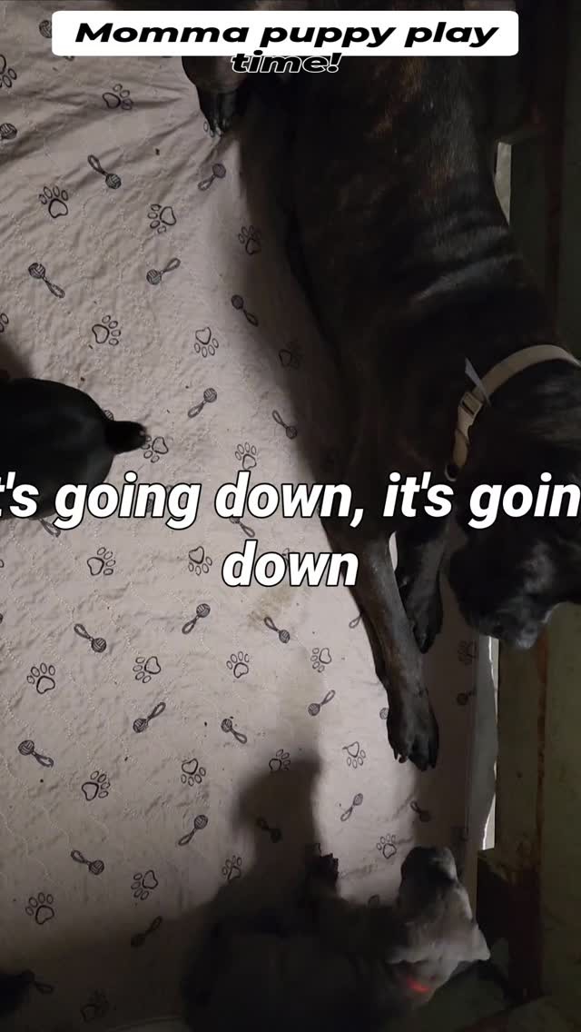 #canecorso #canecorsoofinstagram #canecorsofans #canecorsolife #canecorsolover #canecorsopuppy #canecorsoloversofinstagram #canecorsoitaliano #canecorsokennel #availablepuppies #canecorsopuppies #dogsofinstagram #rehoming #doglife #akcgrandchampion #dogoftheday #doggo #doggram #doggyeyes #cuteanimals #cutedogs #dogloversofinstagram #dogkennel #dogbreeder #akcshowdog #akcchampion #AKCshow #AKC