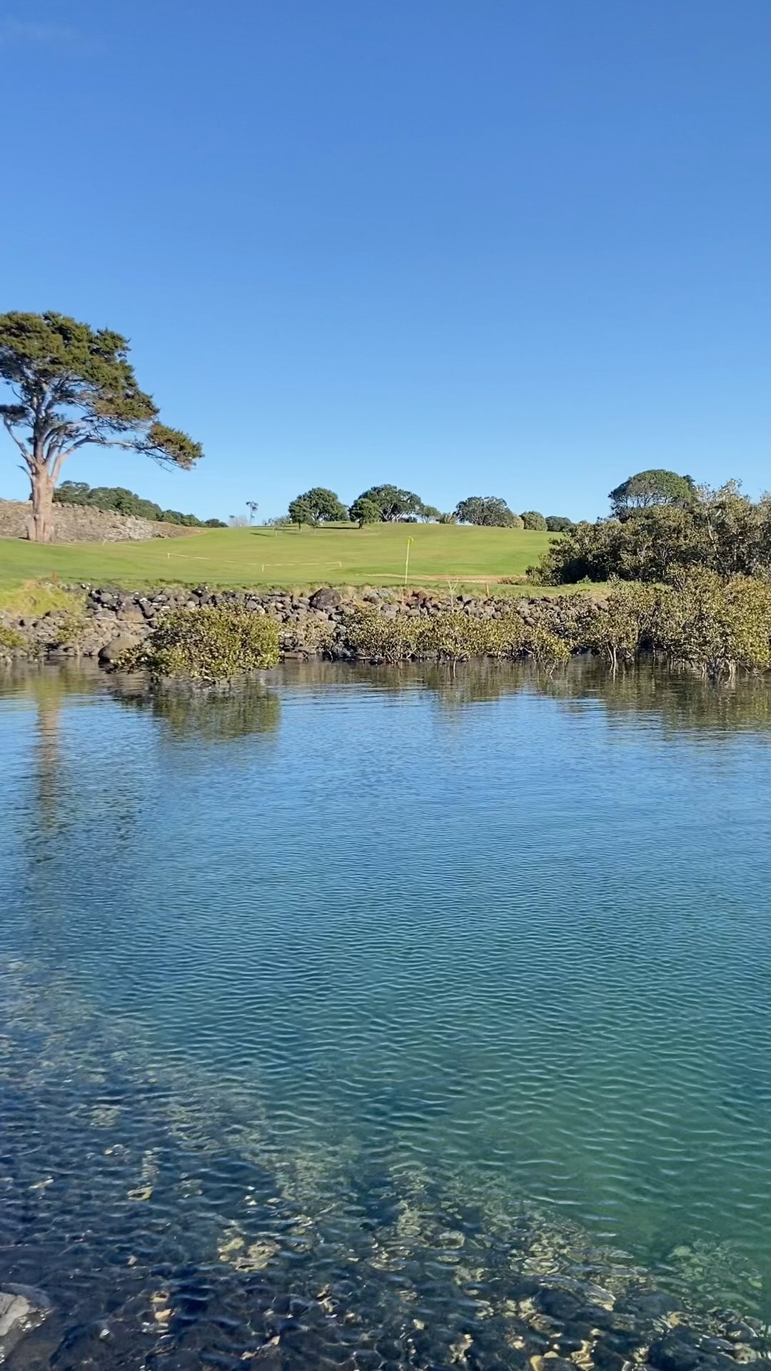 Cant golf .. come fish!
#northland #waitangi