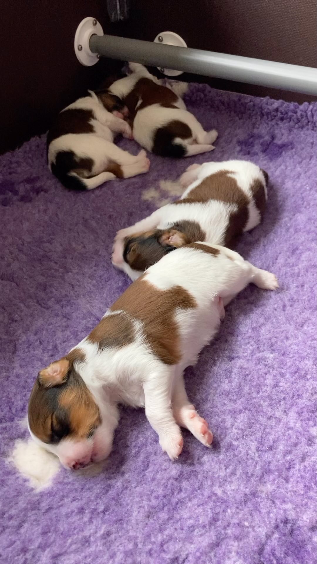 😴🐶😴
#hetgooisforest #kooiker #kooikerhondje #kooikerhondjeofinsta #puppy #cute