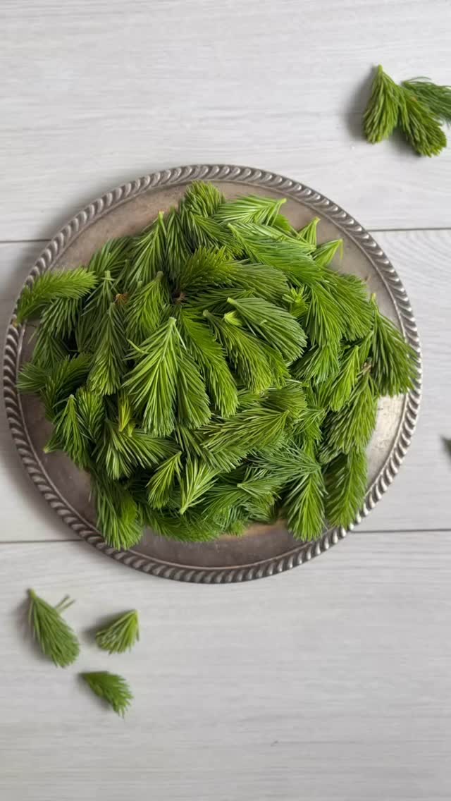 Spruce tips taste like forest citrus. It can be hard to find acidity in nature in Canada, and this is a perfect little taste of time and place. It gets sweeter when you dry it out, it preserves well in the freezer and you can eat it fresh. It’s such a treat.
No earth shattering news here. I plan to make some sort of beverage with this. Not sure yet what!!
#wild #spruce ##wildbychoice #foragedfood #foragedcocktails