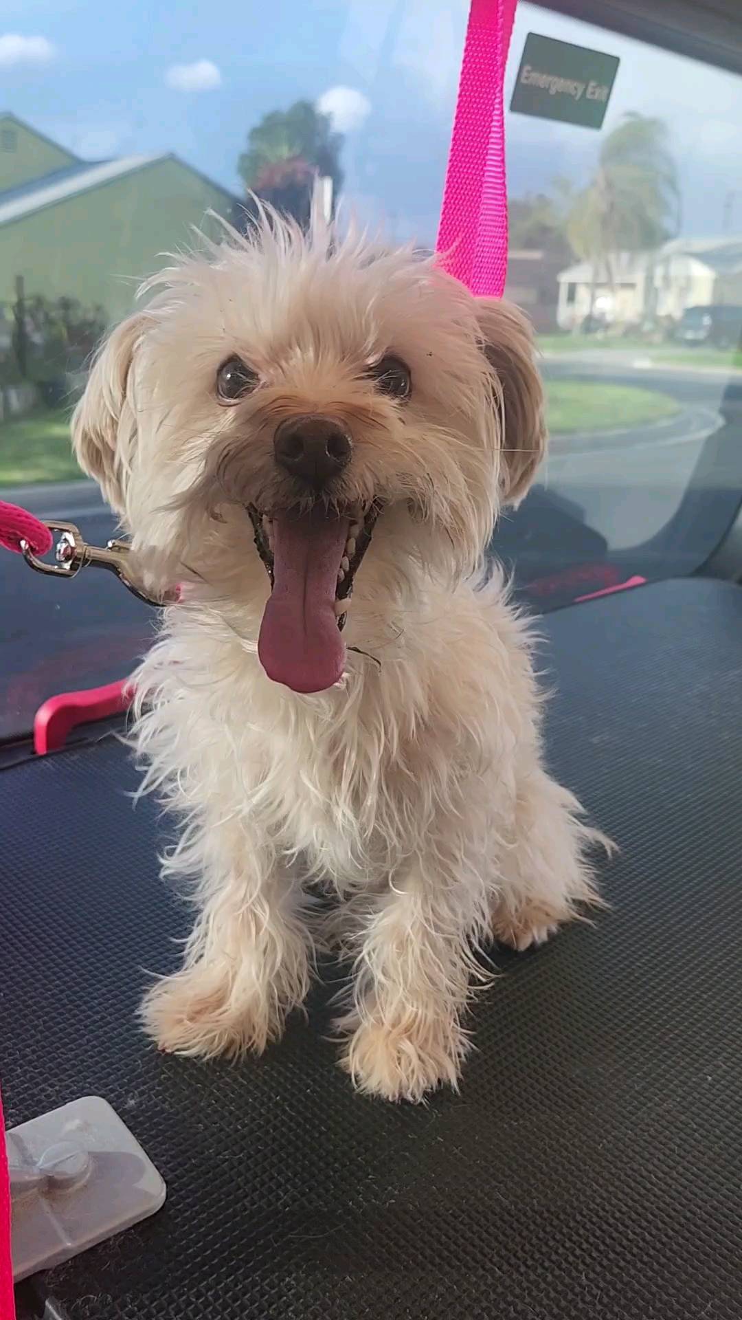 Milo's spa day !
#thegroomiez #mobiledoggrooming #capcut #beforeandafter #rockinpaws @rockinpaws
