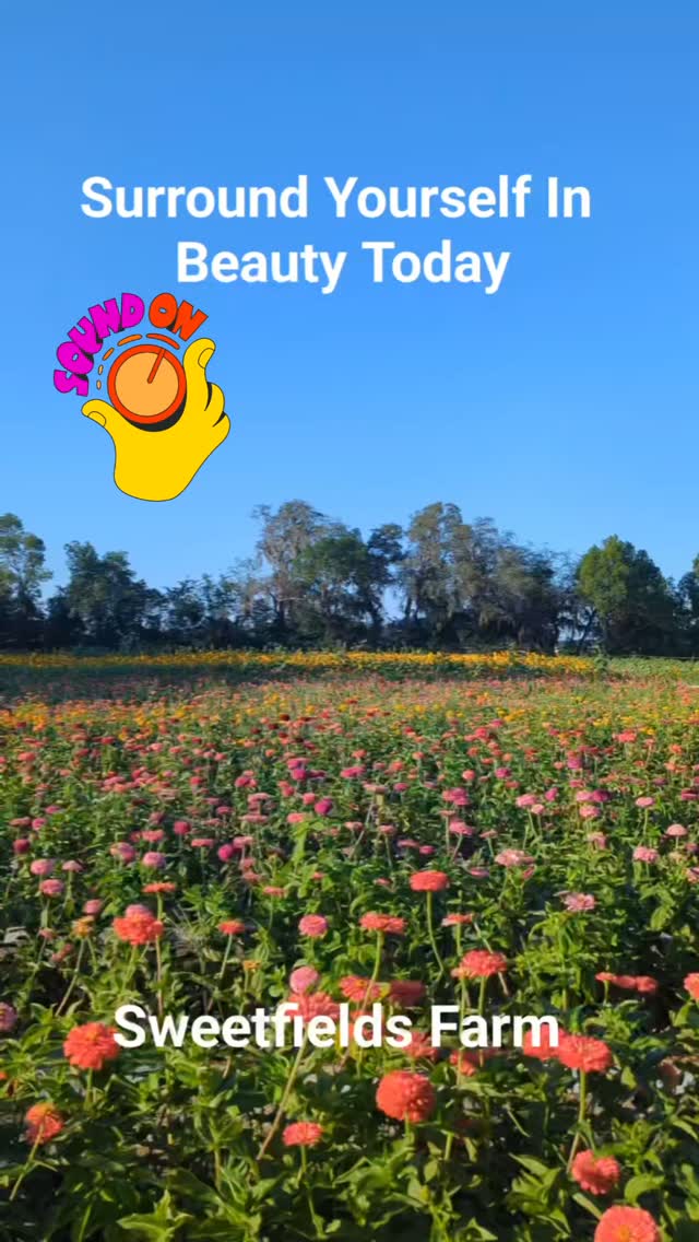 Surround Yourself In The Beauty at Sweetfields Farm
Our Huge Sunflower event with lots of beautiful flowers and tons of fun activities
Every Year the fun starts the 1st weekend in May. Last chance to Visit is Memorial Day.
This is a bucket list location and event you don't want to miss.Mark your calendar, plan your visit and grab your tickets. #thingstodo #bucketlist #sunflowers #upickflowerfarm