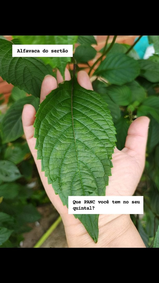 Que panc tem no seu quintal?
#panc #biodiversidade