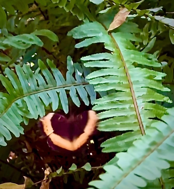 Can you name this butterfly?
#slowmotion #butterfly #rivergladesestate