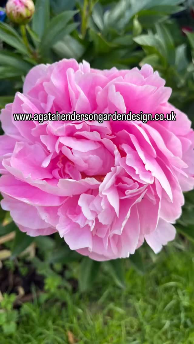 #plantingdesign #gardendesign #planting #roses #urbangarden #nature #wildlifefriendly