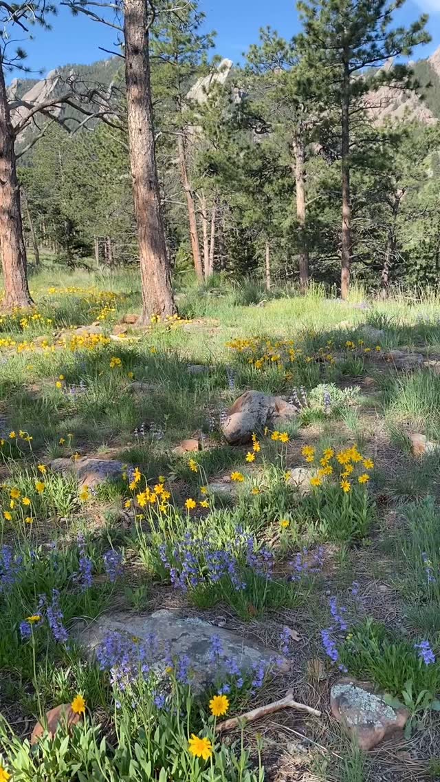 Beautiful mornings #boulder #colorado #hiking #outside #forest #happy #wildflowers #grateful