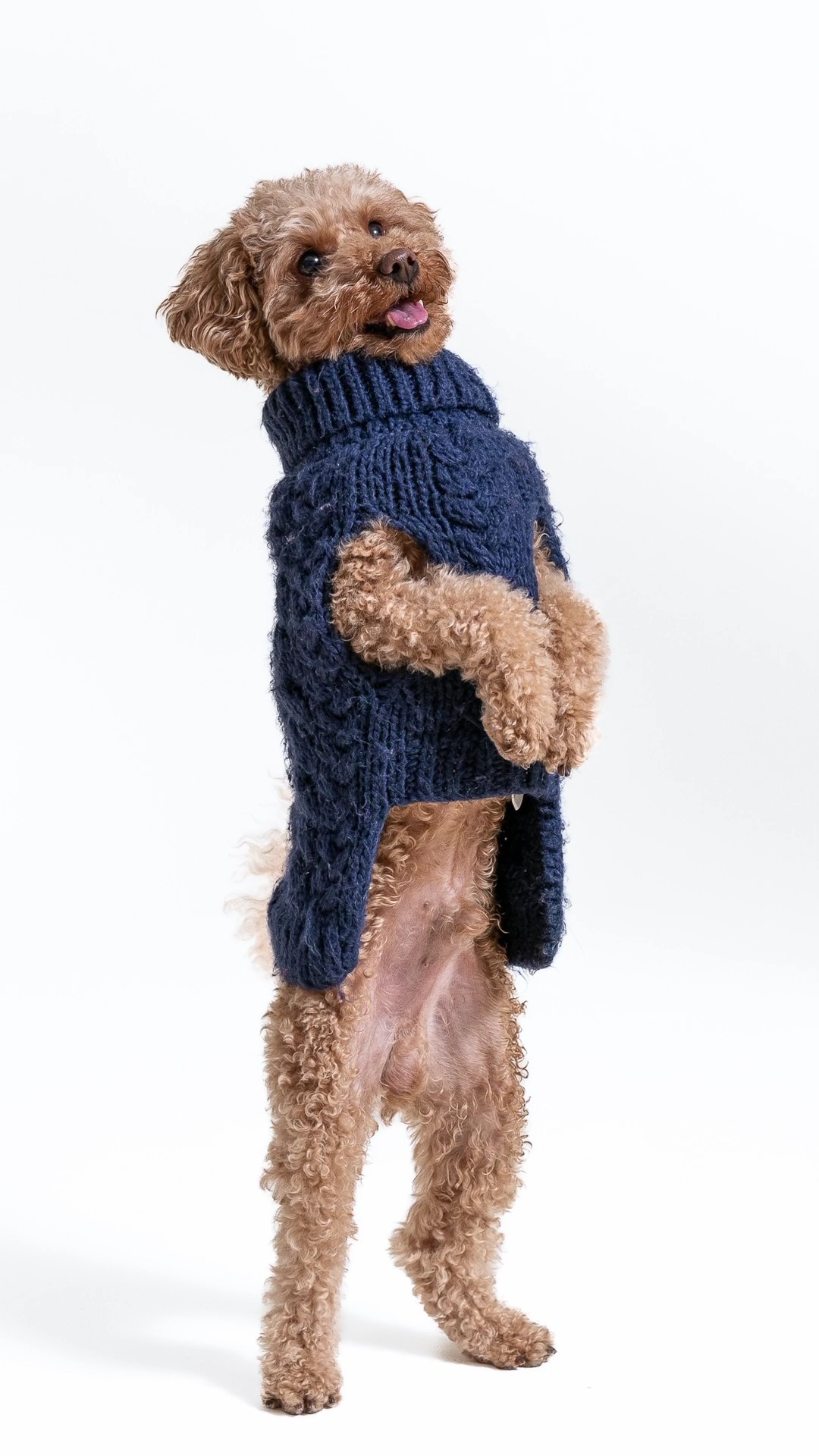 🐶 📸
👉 www.olkivisual.fi
#olkivisual #valokuvaus #koira #koirakuvaus #studio #mainostoimisto #digitoimisto #oulu