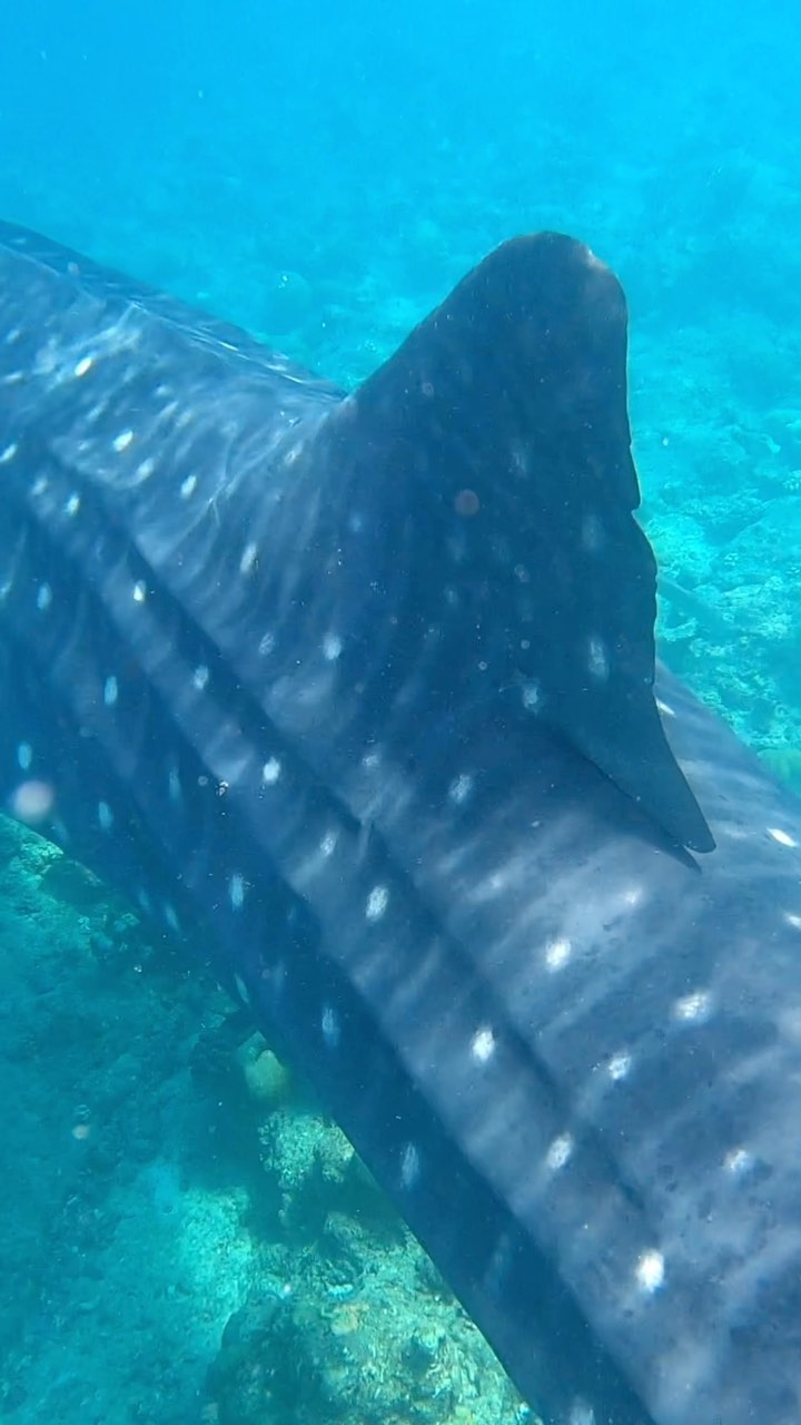 #waleshark #ocean #beautifulanimals #maledives #vilamendhoo