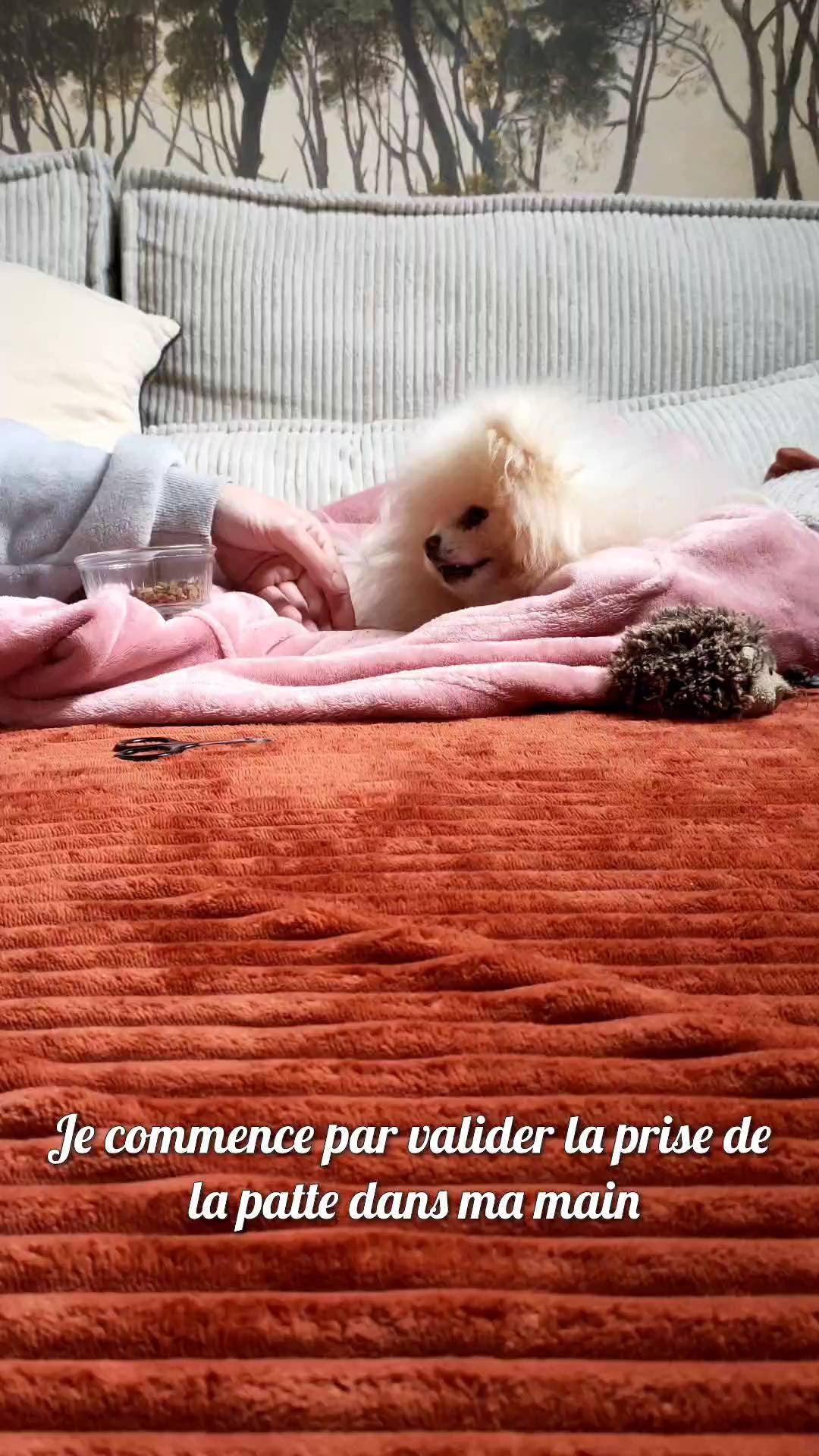 Hello !!! 🙋🏻♀️
👉🏻 Cette vidéo a une voix off alors pensez à activer le son pour l'entendre afin d'avoir toutes les infos 🔊
Je profite de mon congé mat pour travailler quelques petites choses avec Prout et je me suis dis que ça pouvait être sympa de partager ça avec vous ! 😁
Ce format est une grande première pour moi alors j'espère qu'il vous plaira 🙈
Comme je l'ai précisé dans la voix off, ce n'est PAS une séance de MT/Soins Co, c'est tout simplement un entraînement à ma sauce, personnalisé et adapté pour Prout afin de répondre à ses spécificités. 🥰
De ce fait, elle n'a vraiment PAS pour but d'être reproduite chez vous à l'identique et de servir "d'exemple" non non non 🙅🏻♀️
J'avais juste envie de vous partager des petits passages de notre 1er entraînement qui n'est pas parfait, d'où l'importance de se filmer pour analyser et corriger certaines choses à l'avenir !! 💪🏻
J'ai pris beaucoup de plaisir à bosser avec lui et je crois bien que lui aussi 😍
Si jamais vous voulez d'autres vidéos comme celle-ci, dites le moi en commentaire 🥰👇🏻
#educationcanine #educationcaninepositive #educateurcanin #training #dog #doglover #spitz #cute #spitzlovers #spitznain #spitzpomeranian #spitzofinstagram #prout #educationbienveillante #partage #bretagne #illeetvilaine #rennes #ohanaeducationcanine