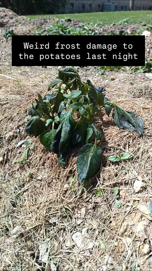 Looks like I have to earth up 10 rows of potatoes ...