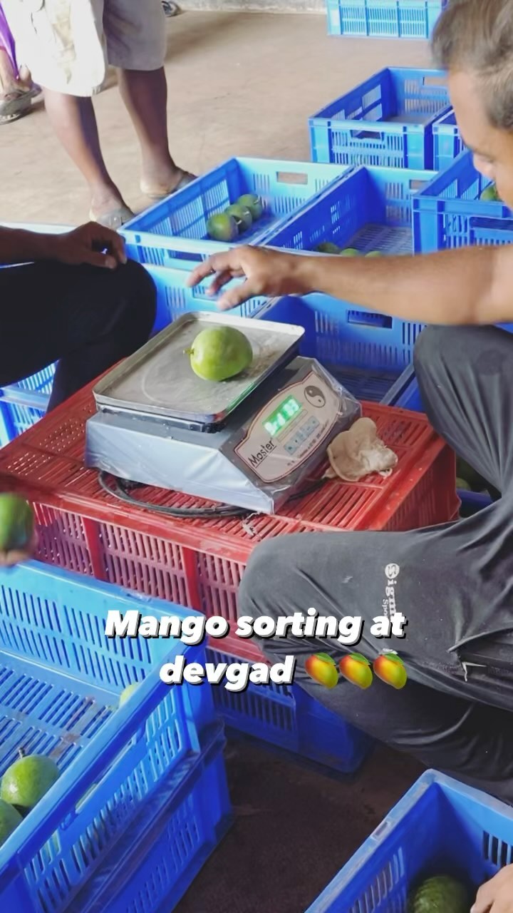 Delicious devgad mango!! Directly from the farms at Alphamangoes!
#konkandiaries #mango #devbag #hapus #mumbai #fruit #maharashtratourism #westernghats #kokanachi #streetsofmaharashtra #konkani #kokanig #goshtakoknatil #kokam #kokum #devbaug #cashewnuts #dildeal #cashew #kokanplanet #goa #sahyadri #clickers #vaibhavwadi #insta #konkanifood #rajapur #desha #raigad #marathi