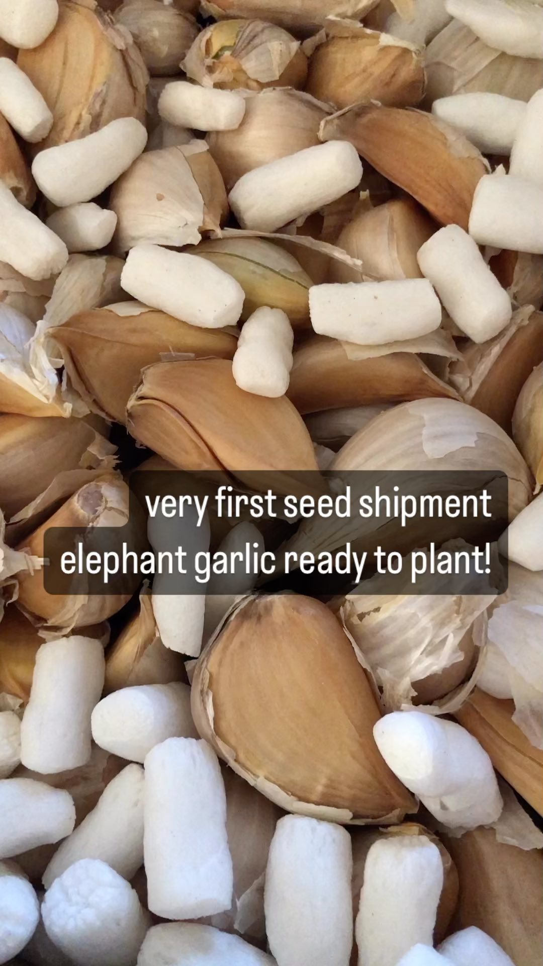 Almost time to plant garlic! Since we are just starting our farm I had to source garlic seed. This 50lb batch of elephant garlic should cover about 1/16 an acre and yield us 500lbs next fall when we harvest. Will be saving seed next year and each year after to grow our garlic fields. Grateful for the fresh start, can’t wait to plow and plant these babies!
#farm #farmlife #farmliving #startupfarm #startupfarmers #sustainablefarming #sustainablefarm #womenfarmers #womenownedfarm #womenownedbusiness #localfarm #localfarmers #eatlocal #eatlocallygrown #farmer4life