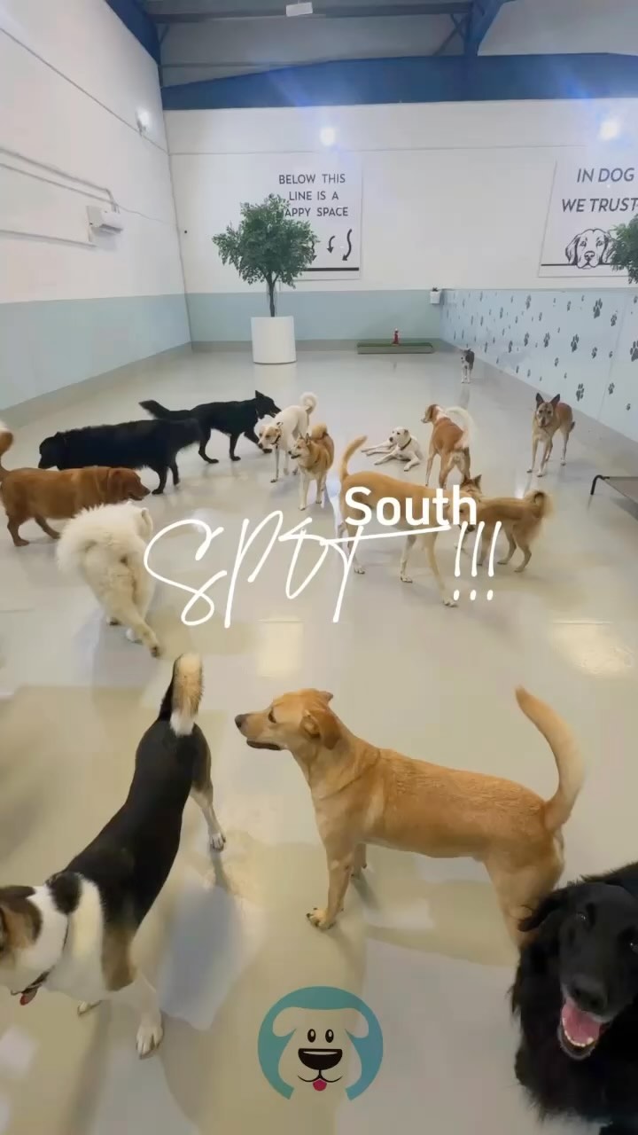 ☀️ Summer at SPOT! has been SO BUSY this year but never fear, there are always enough hugs and cuddles to go around 🥰🩵 ☀️
.
.
.
#dubaidogs #dogsindubai #dubai #mydubai #dogs #nyc #hellofromspot #boarding #grooming #welovedogs #dogsofdubai #dubaidog #doggieboarding #doggiedaycare #doggieboarding #dogdaycare #dogdays #uaedogs #dxbdogs #everydayawesome #adoptdontshop #pethealth #petnutrition #happypup #dog