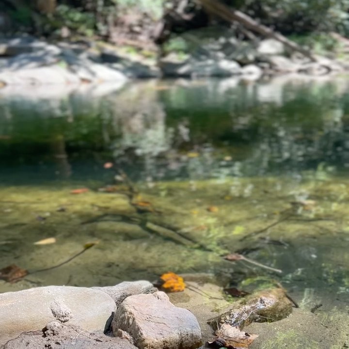 Blessed are those who trust in the Lord and have made the Lord their hope and confidence.
They are like trees planted along a riverbank, with roots that reach deep into the water..(Jeremiah 17:7-8, NLT)