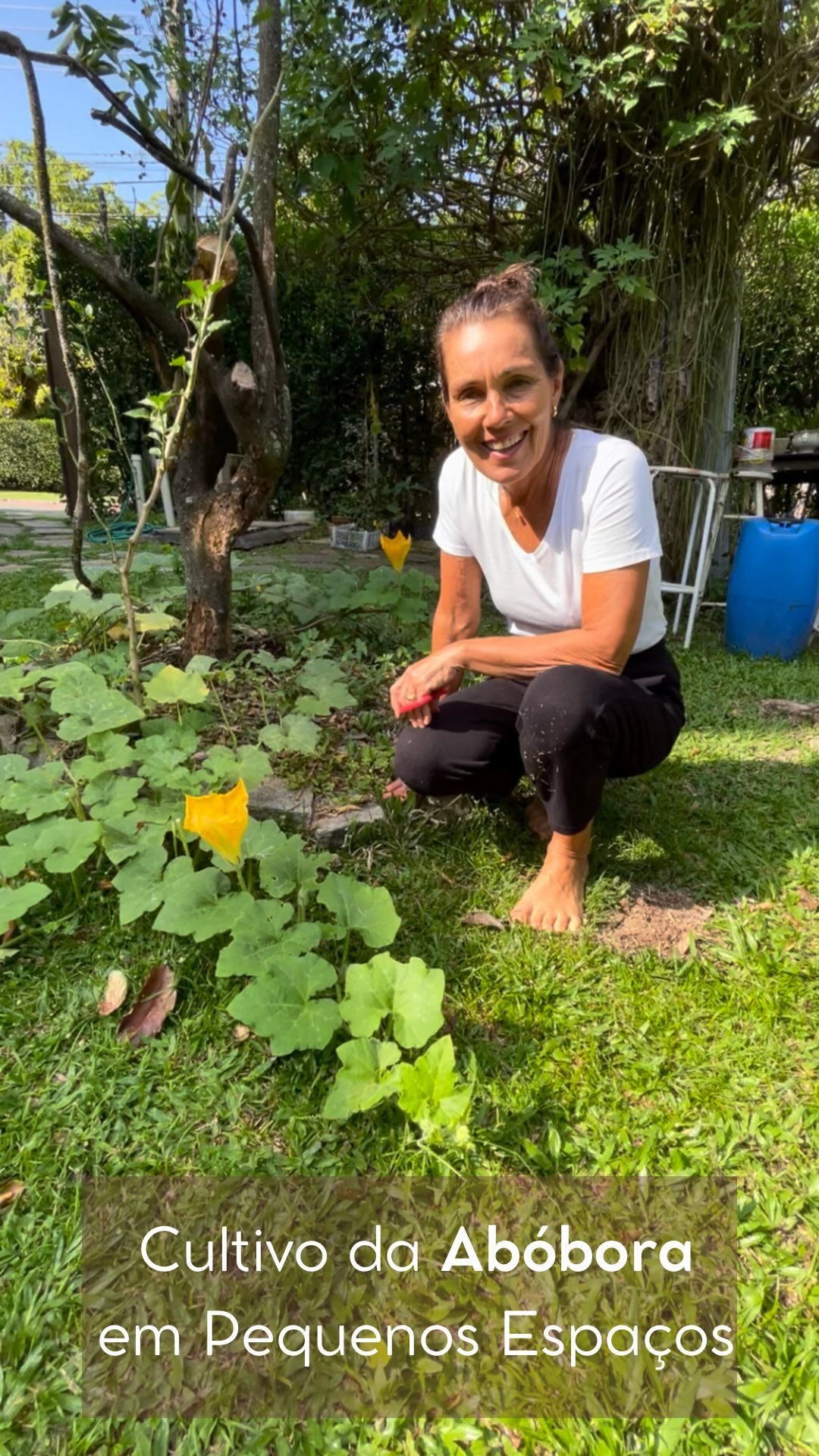 Cultivo Abóbora em Pequenos Espaços
