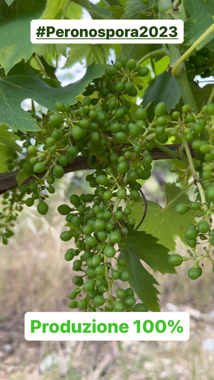 #biologico con solo rame e zolfo è una bella sfida.
Le piogge continue hanno reso impossibile coprire tutte le foglie, ma quello che conta è che la produzione sia integra al 100%.
✅Come abbiamo ottenuto questo risultato? Link nel primo commento
#viticoltura #biologico #vigneto #biostimolanti #peronospora