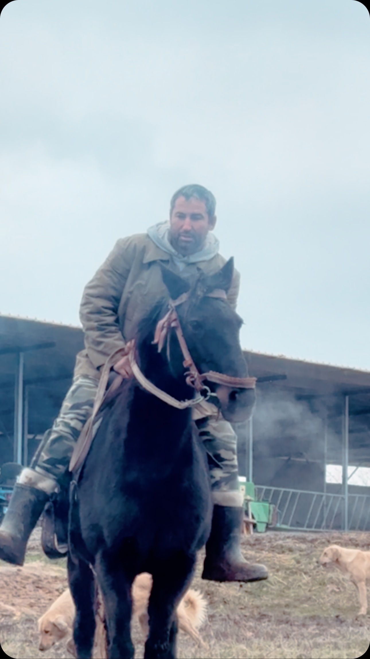 Our @grassfedangus farm hero 🤍 #farmer #farmlife #grassfed #regenerativefarming #sustainability #horse #wildromania