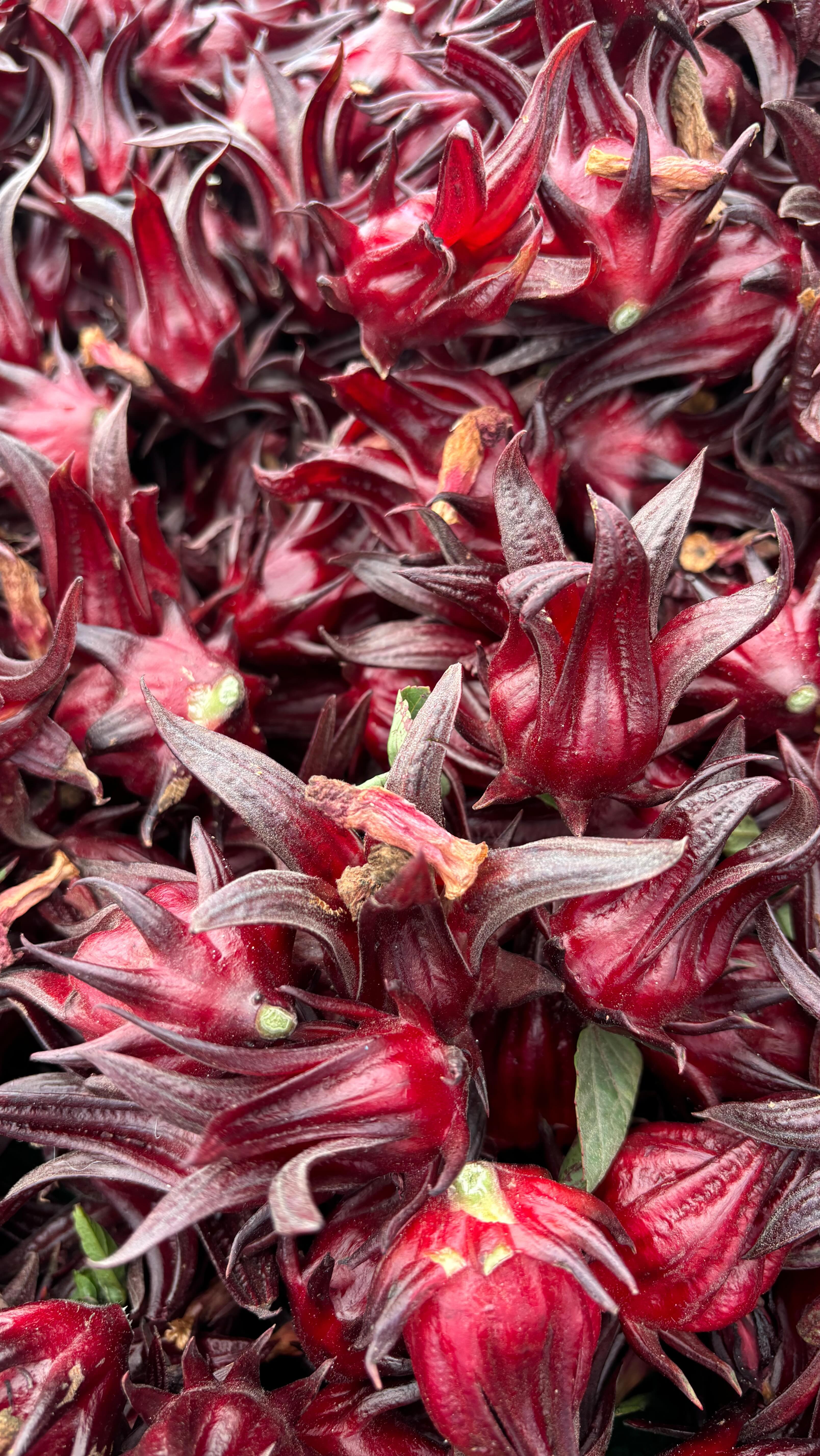 A Holistic Collection of Books that can change the way you view your own wellbeing and life itself.
1. Good Energy by: Casey MeANS MD
2. Fast like a Girl by: Dr Mindy Pelz
3. The Midnight Library by: Matt Haig
4. The Body Keeps the Score by: Bessel Van der Kolk MD
5. The Alchemist by: Paulo Coehlo
6. The Psychology of Money by: Morgan Housel
7. Attached by: AMIR LEVINE, M.D., and RACHEL S. F. HELLER, M.A.
8. Waking the Tiger by: Peter Levine
9. Women who run with Wolves by:Clarissa Pinkola Estés, Ph.D.
10. Atlas of the heart by: Brene Brown
#holisticlibrary #mentalhealth #physicalhealth #spiritualgrowth #holistichealing