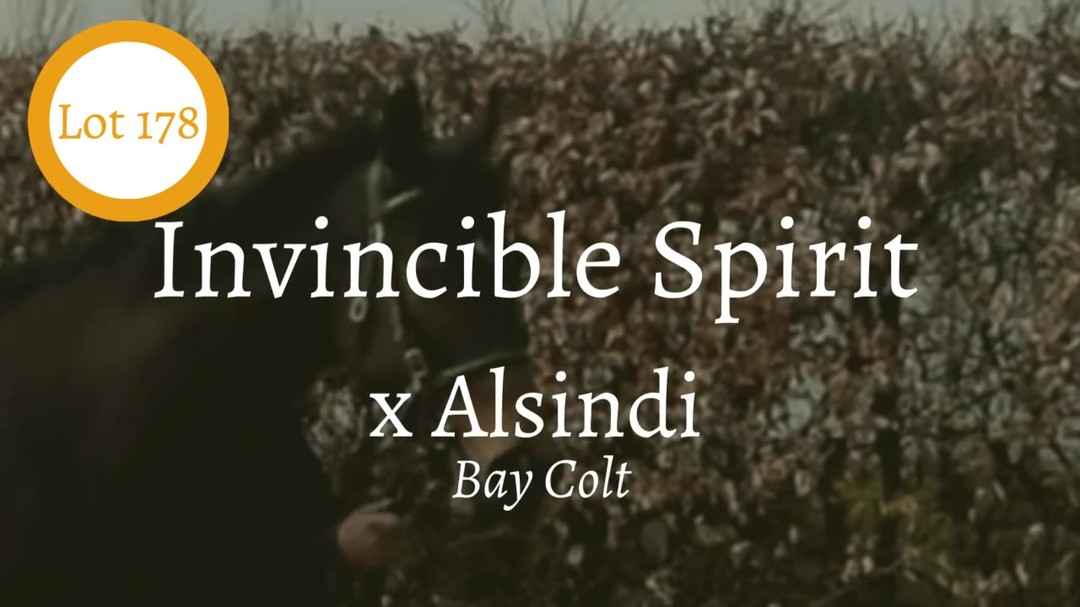 ☄⚡Incredibly excited to present for @tattersalls1766 Guineas Breeze-up 2025 ⭕Lot 178 by the legendary 'Invincible Spirit' out of a black type dam 'Alsindi' who boasts 8 winners from 8 runners of which 3 are full siblings to this colt. Invincible by name and nature, this colt has the energy, ability and engine to continue the family tradition of winning in style. 🥇🏆
This will be the penultimate season to secure a son of 'Invincible Spirit' before he retires at the @irishnationalstudandgardens . The truly remarkable stallion leaves an indelible mark on the world of horse racing and breeding. As a sire, he produced 22 individual Group 1 winners worldwide, including notable names like Kingman, Charm Spirit and Moonlight Cloud, altogether siring 144 Blacktype winners. Who wants the next Kingman? 🚀 #guineasbreezeup #breezeup #winner #racehorse @brzups