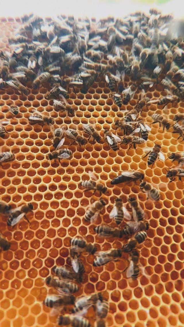 spot the queen bee 🤓
Wer findet unsere Bienenkönigin?
Die Bienenkönigin ist deutlich größer als ihre Artgenossinnen und besitzt einen langen, schlanken Hinterleib. Sie kann bis zu 5 Jahre alt werden und ist in dieser Zeit die einzige geschlechtsreife Biene im Volk, verantwortlich für alle Nachkommen.
Obwohl sie sich wie Arbeiterinnen aus einem befruchteten Ei entwickelt, wird sie durch besondere Pflege zur Königin:
Ihre Larve erhält ausschließlich Gelee Royale, einen speziellen Futtersaft, der von Ammenbienen produziert wird.
Neben dem Eierlegen (bis zu 2.000 pro Tag) erfüllt sie eine weitere zentrale Aufgabe:
Durch Pheromone beeinflusst sie das Verhalten und den Zusammenhalt des Bienenstaats und signalisiert, wann eine neue Königin herangezogen werden soll. 💛
#Bienenkönigin
#Bienenliebe
#Imkerei
#Bioimkerei
#Honigbiene
#Bienenwissen
#Bienenfakten
#Bienenleben
#Bienenvolk
#Imkerleben
#Bienenzauber
#NachhaltigeImkerei
#Bienenretter
#BioimkereiÖsterreich
#BienenliebeÖsterreich
#NaturausÖsterreich
#InstaNature
#InstaWissen
#NatureLovers
#DidYouKnow