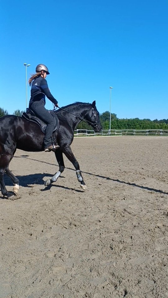 Happy about the progress that this Menorquin and I made while I was in Germany. He had a strong pattern to buck and kick in flying changes and whenever he assumed that a flying change might be wanted.
Now he is still changing first in the back and then in the front most times and I need to improve my riding a lot but I am happy I could help him let go of his bucking / kicking pattern and about the progress we made together.