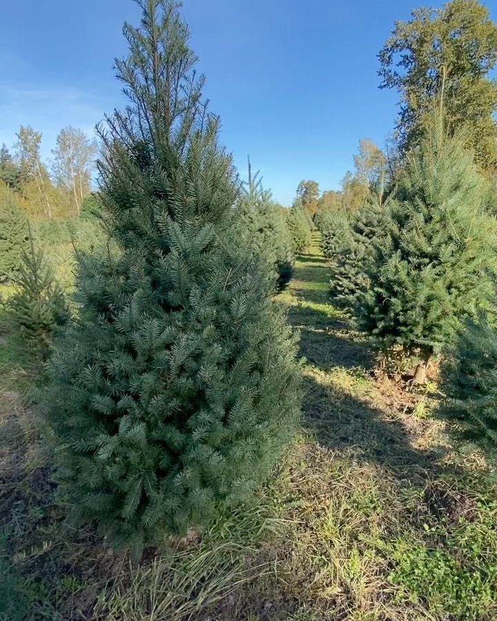 Are you ready to find the perfect tree? November 25 opening day.