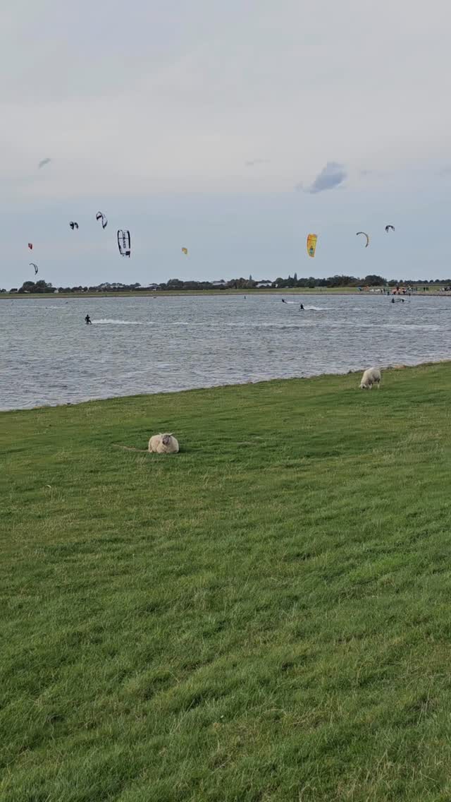 Sonne, Wind und Meer - ein entspannter Samstag auf Fehmarn.
Sun, Wind and the ocean - just a Lady Saturday on the island Fehmarn.
#hausimfelde
#fehmarn
#albertsdorf
#ferienwohnungen
#ferienappartements
#sonneninselfehmsrn
#kite
#surfen
#wingfoil
#Wind
#schaf
#lemkenhafen
#gollendorf
#Deich
#Holidayappartements
#holidayattheocean
#holidayatthesea
#sunshine
#lazysaturday