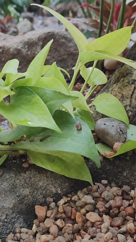 A new mini pond just got completed..
