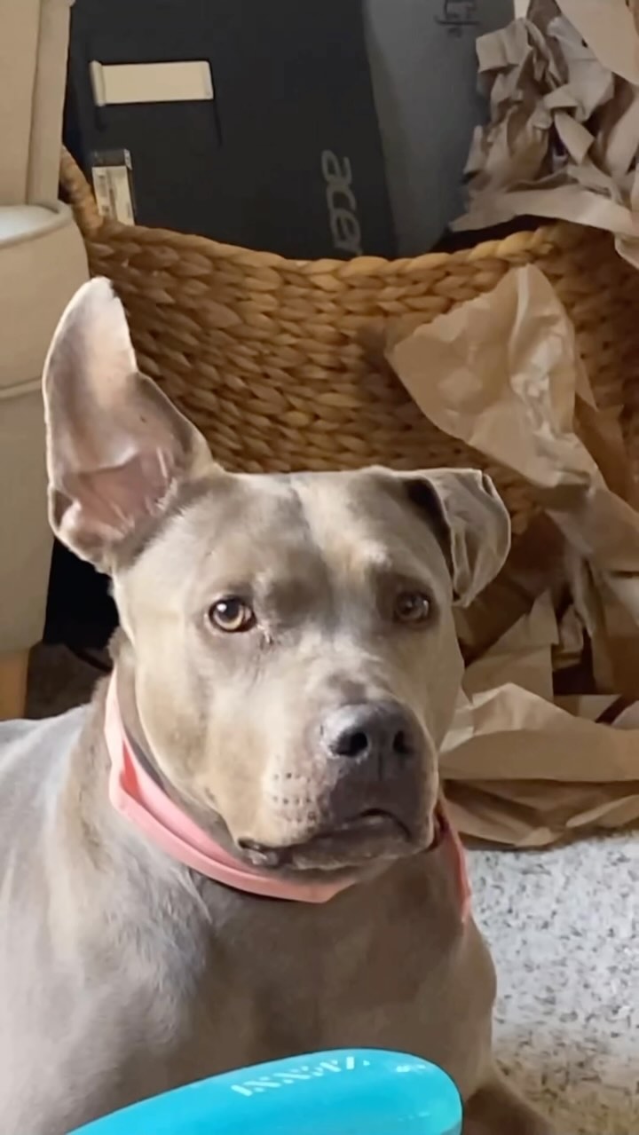 Here, have 1 minute of Daya’s right ear. I call it her Nemo ear, the other one is fine but she had surgery for a hematoma so it’s not as spunky as her right ear😂 #pitbull #pitbullsofinstagram #nemo #nemoear #goofy #pitbullbehavior #oneearopen
