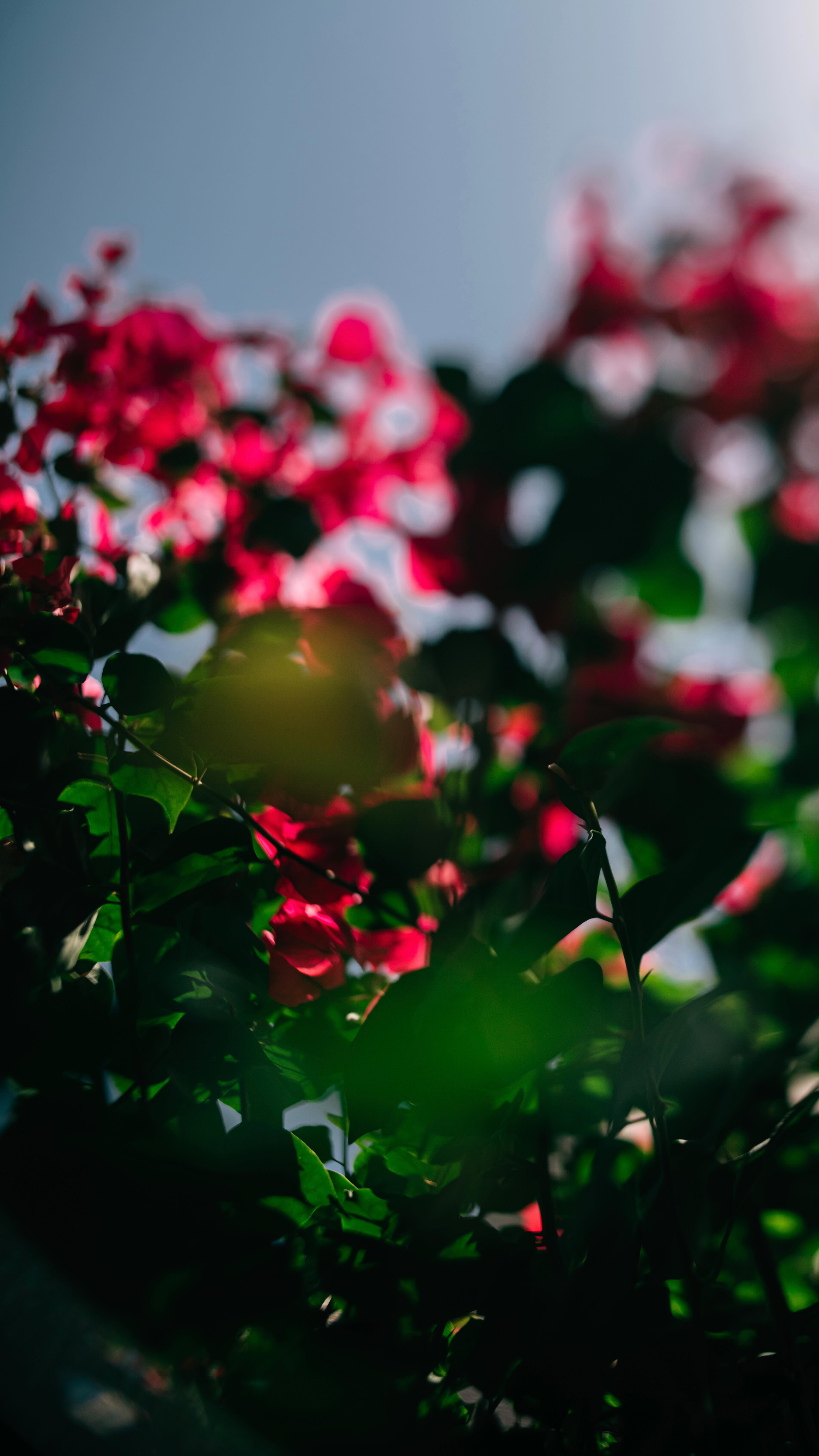 I had a few comments about how useful it is to see how I edit doubles in PS and so here’s an example 🫶🏼
I shot the base image of my daughter leaving for school knowing that I would get those deep shadows from the inside of the house. On our way to the car I then snapped the two “layered” images of our pink blossom tree in our garden, knowing I would use those layers later to add in to the shot. I was pushed for time otherwise would have tried this in camera! (Next time).
Let me know if you have any q’s about how I edited this 🫶🏼
💕💕💕
We are a group of artists taking part in a “100 days of Summer” project. This is Day 5 of my 100 days project.
Take a look at our tag #CC100days24 to follow along 🌟