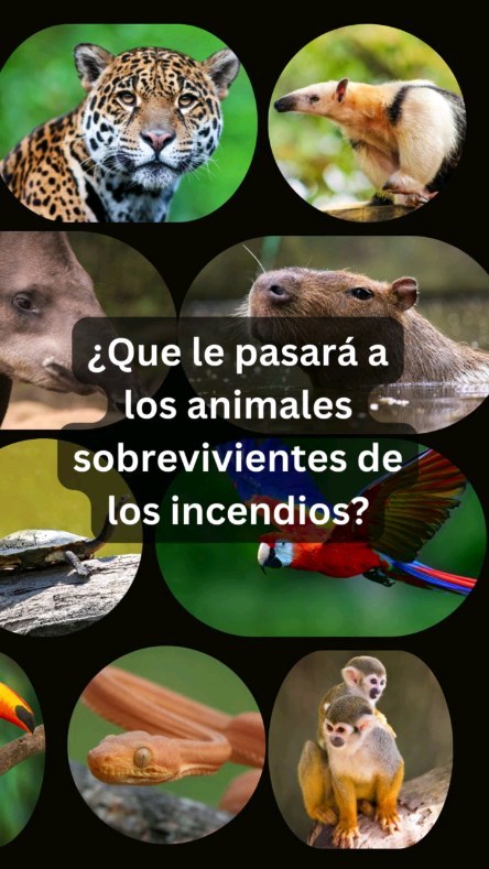 Cuando un desastre como los incendios que actualmente asedian nuestro continente llega a su fin, la pesadilla no acaba inmediatamente para la vida silvreste que sobrevive.
.
Los animales sostenien quemaduras y lesiones, pérdidas de crías y manadas, pérdidas de sus hogares y la erradicación de sus hábitats.
En este estado tan vulnerable se convierten presas fáciles de personas inescrupulosas quienes se dedican al tráfico ilegal de animales.
.
Necesitamos legislaciones no sólo en papel sino en acción en el terreno que proteja la naturaleza. Mientras sigamos vendiendo nuestras tierras al mejor postor seguiremos vendiendo nuestras vidas y la de las generaciones venideras. Y ni hablar del daño y el sufrimiento que le causamos a la flora y fauna.
.
El cambio climático dejó de ser una proyección, es ahora una realidad y nos exige adaptar nuestros sistemas y leyes a una nueva realidad.
El cambio es ahora! 🌎❤️
.
#animalesendesastres #iad #iadlatam #inclusionanimalendesastres #inclusionanimal #cuidadoanimal #ningunanimalsequedaatras #animal #animallovers #animals #amor #ayuda #proteccion #conservacion #educacion #desastres #desastresnaturales #incendiosforestales #incendiosbolivia #bolivia #brasil #peru #paraguay #ecuador #argentina #uruguay #colombia