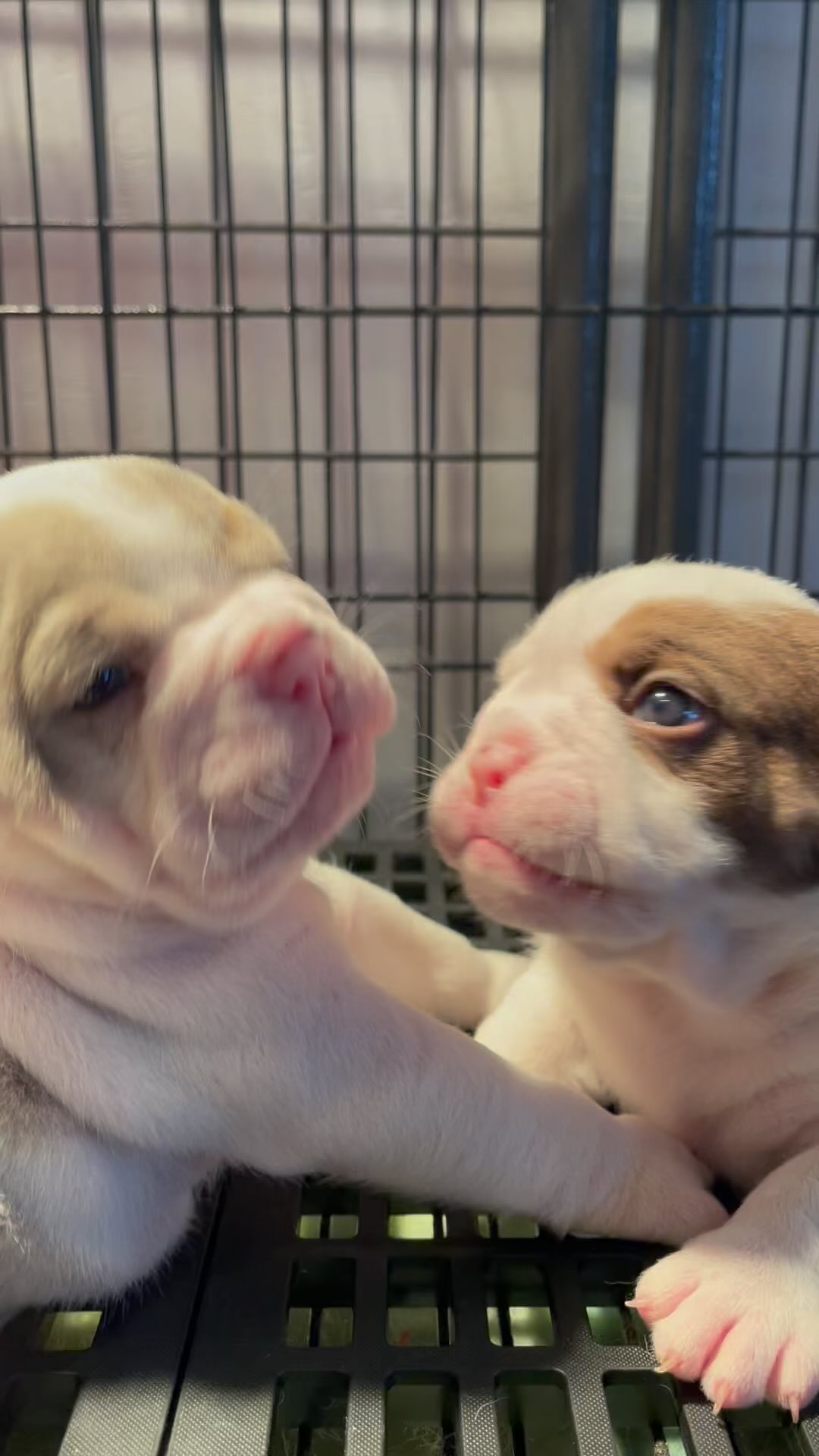Olde English Bulldogge Pups 3 weeks old, still looking for a couch to cuddle on. badhabitbullies.com