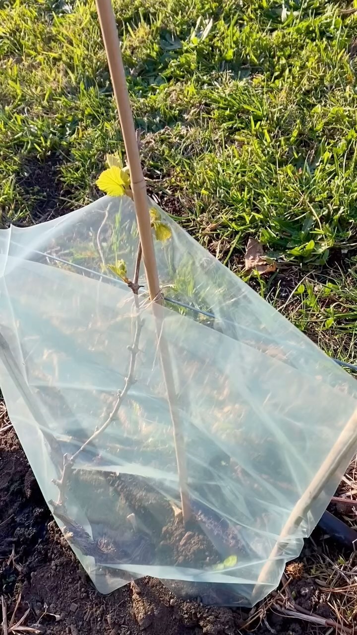 Chardonnay vines are loving the sun!
#winemaking #wine #winemaker #winemakerslife #chardonnay #vineyard