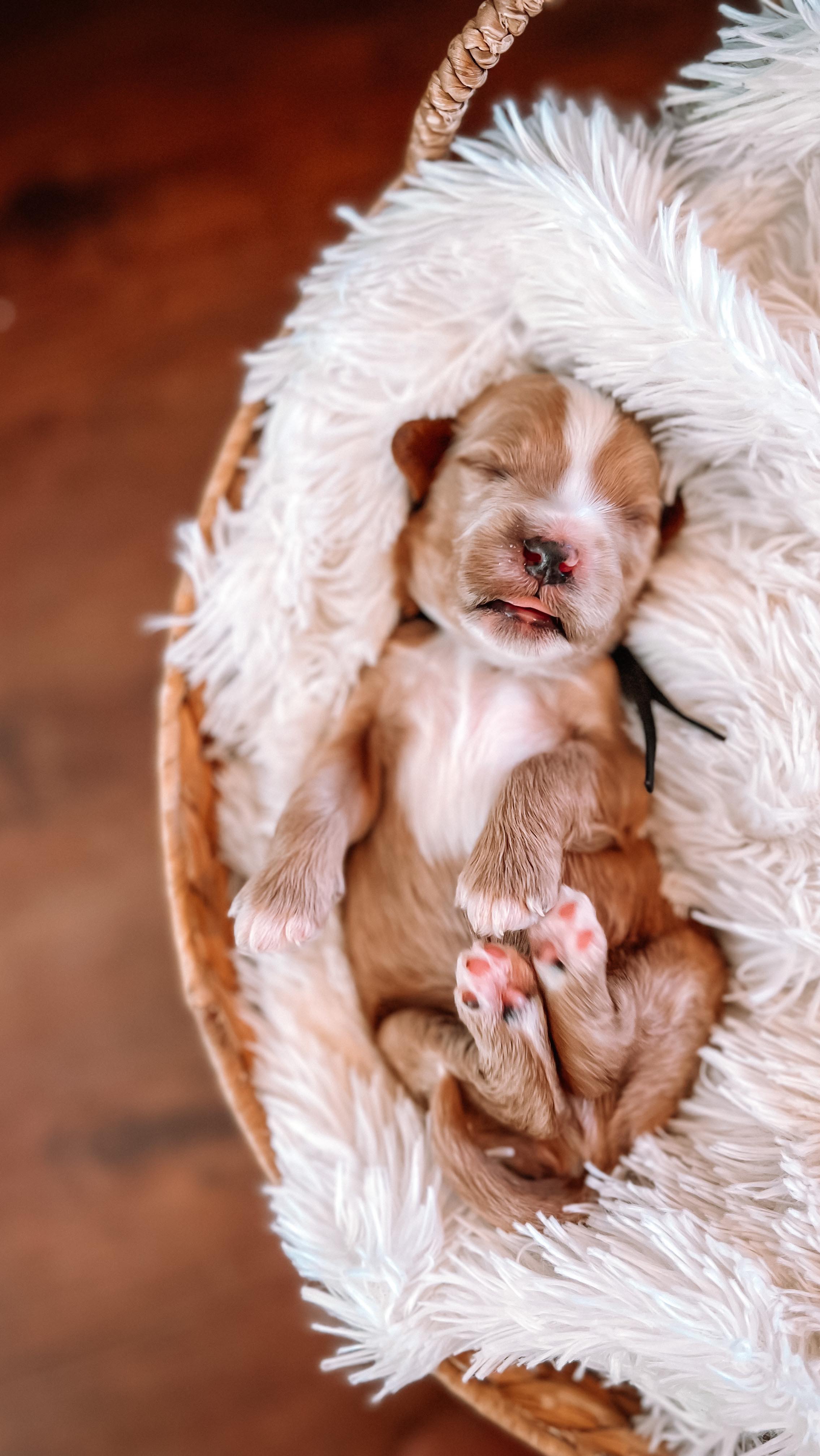 A dog. . .
The greatest friend you will ever have. A dog will teach you what real unconditional love really is.
📸 Black collar male - Cali & Boots litter
.
.
.
.
.
.
.
.
.
.
.
.
.
.
#goldendoodle #goldendoodlepuppy #minigoldendoodle #sleepingpuppy