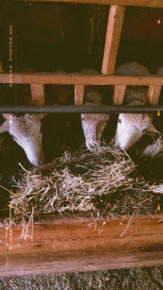 Die hungrigen Lämmer fressen ihr Heu
#brandeija #braunköpfigesfleischschaf #saasermutten #heufressen