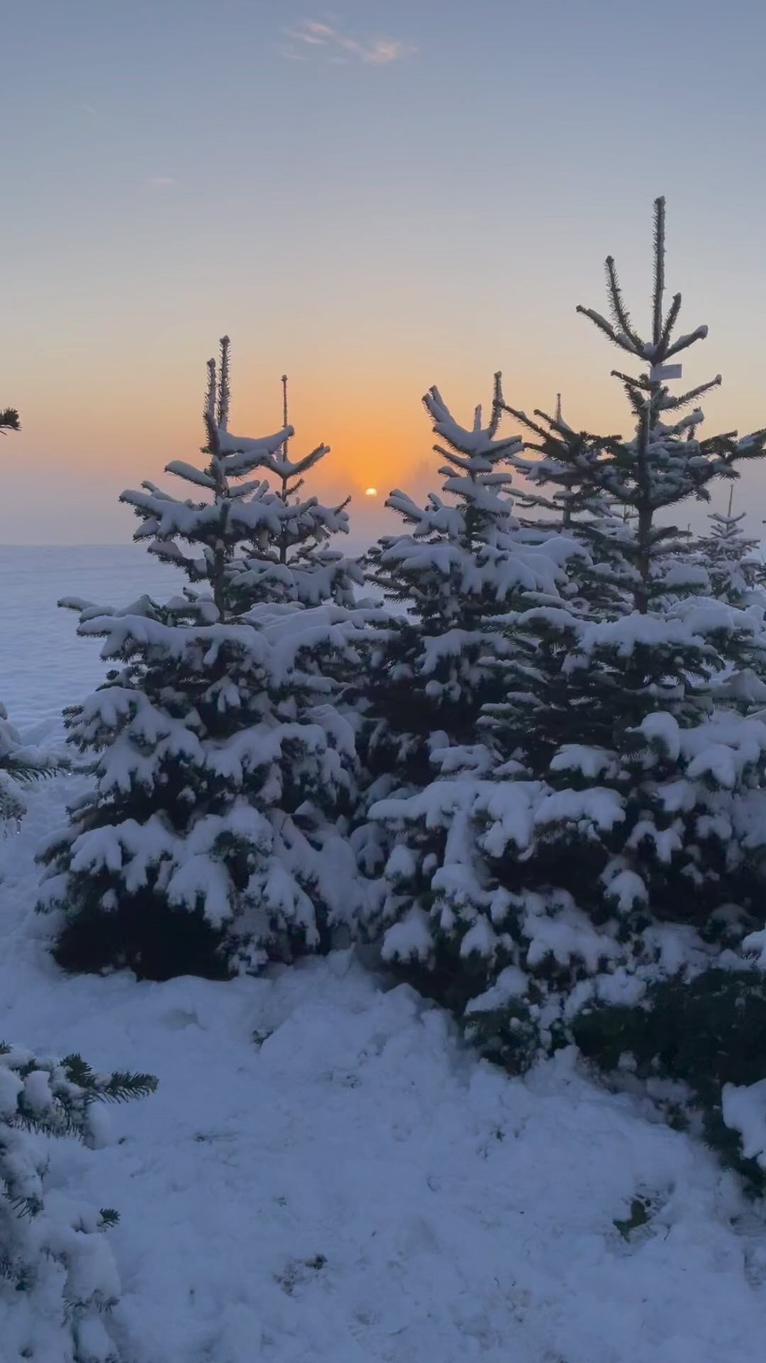 🎄❄️ What a magical day we’ve had in our snowy plantation ❄️🎄
📆 We’re open again tomorrow 10.30am - 3.30pm, book a slot to visit us at durhamchristmastrees.co.uk
🎪 Under shelter we have a wide selection on freshly cut Nordmann Fir trees available up to 10ft & Christmas tree stands
🌲 PYO plantation - Norway Spruce & Nordmann Fir
☕️ Hot drinks are available to purchase
Huge thanks to everyone who has supported our small family business so far this year 😊
#outdooractivities #locallysourced #freshlycut #pickyourown #PYO #durham #christmastrees #northeast #durhamchristmastrees #heughhallfarm #smallbusiness #christmasiscoming #nordmann #fir #norway #spruce