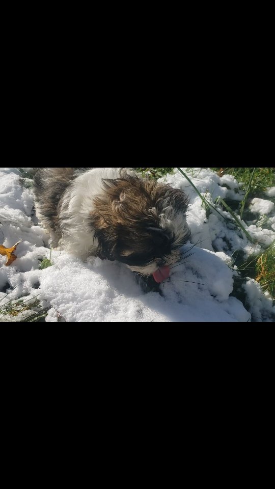 Well, I may get kicked out of NE Ohio if I don't post a photo of the inch of snow we got this morning, ha. So here's a video of a pup eating snow to brighten your day (don't worry, it's probably all melted by now, anyway).