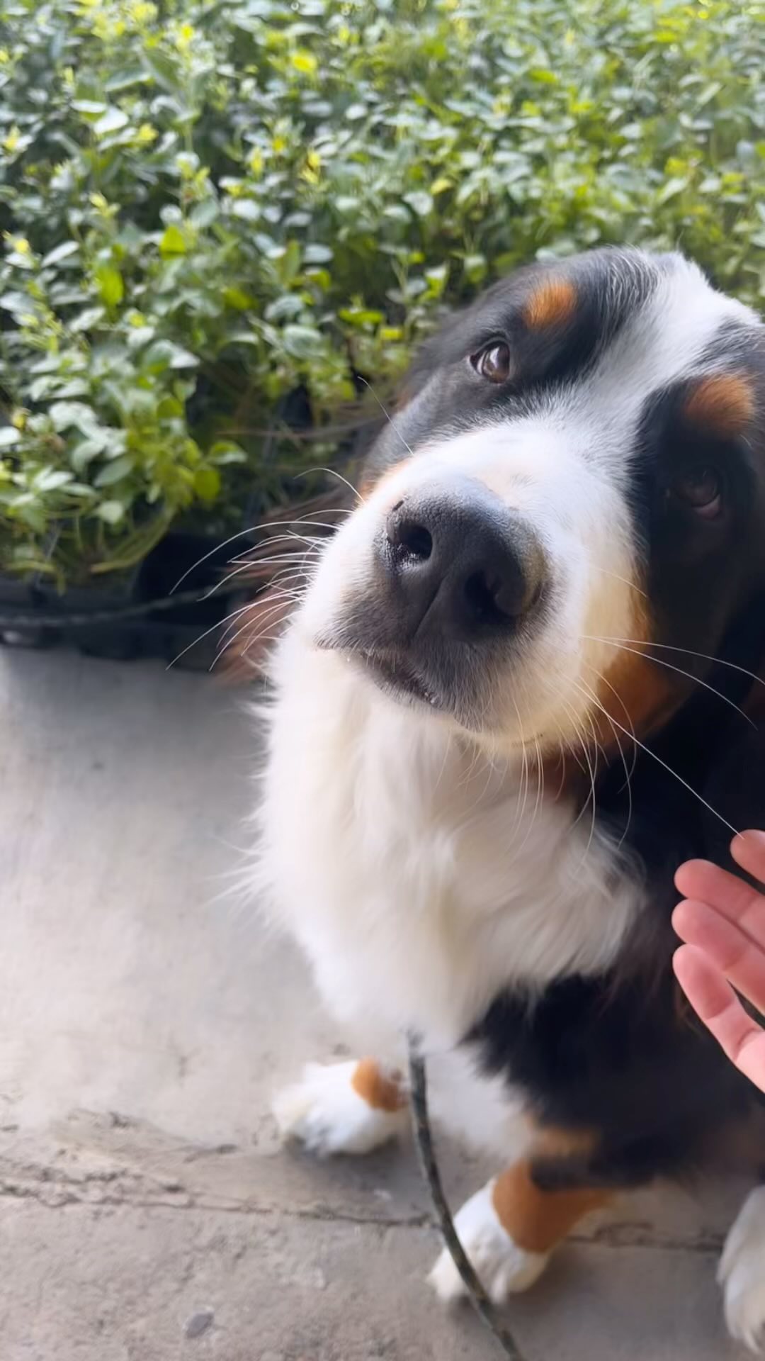 Just a little bright spot to help you all get over the hump.
We call this one, “A day at the office.”
Happy Wednesday, Friends! 💚 💜 💛
#sungoldbotanicals #bernesemountaindog #lavender #cbdbathbomb #salve #local #thatsthestuff