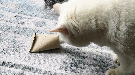 Happy international cat day! 😻
This is a very easy enrichment activity. I try to use recycling as much as possible, no need to buy plastic toys for our cats and dogs. Here is Dorothy showing how it's done, she's very gentle with her paws.
#internationalcatday #cats #catbehaviour #catbehaviourist #whitecat #felinebehaviourist #feline #catenrichment