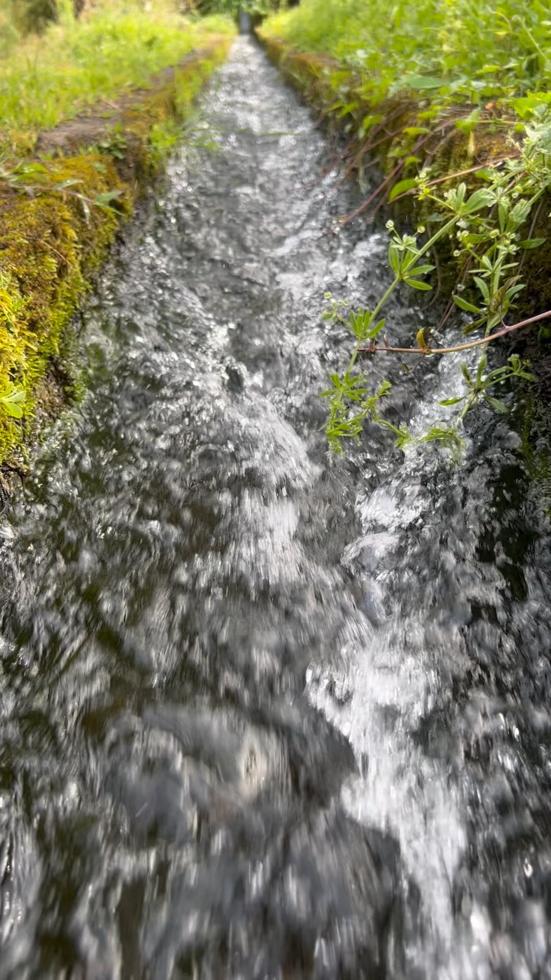 Levadas are a unique and extensive system of irrigation channels found on the island of Madeira, Portugal. These man-made watercourses were originally constructed in the 16th century by Portuguese settlers to carry water from the wetter regions of the island to the drier areas, allowing agriculture to flourish in various parts of Madeira.
Being around them and stepping into them made me think of how a levada is like a stream of insight for your mind. Just like a levada keeps water flowing, a stream of insight is this constant flow of ideas and understanding in your head. It’s like a pathway for your thoughts, guiding you in your personal or professional journey. It connects different parts of your inner world, helping you see hidden connections between ideas, emotions, and experiences. And just as levadas bring nourishment to the land, a stream of insight nurtures your mind, fostering growth and creativity.
When you have this stream of insight, it’s like having a clear path to explore new perspectives and ideas, like discovering hidden waterfalls in a lush landscape. It can also offer that sense of renewal and refreshment, rejuvenating your thinking. Just remember, like levadas need care to keep flowing smoothly, your stream of insight may need some mindfulness and reflection to keep it vibrant and lively. Today, embrace that flow of insight in your mind; it’s your pathway to growth and understanding.
#MadeiraLevadas #StreamOfInsight #MindfulThinking #InnerConnections #NurturingIdeas #PathToGrowth #RenewYourMind #HiddenConnections #WaterwaysOfThought #ReflectAndGrow #IslandInspiration #PortugalTravel #MadeiraExploration #CreativeFlow #NatureMetaphor #MindfulnessJourney