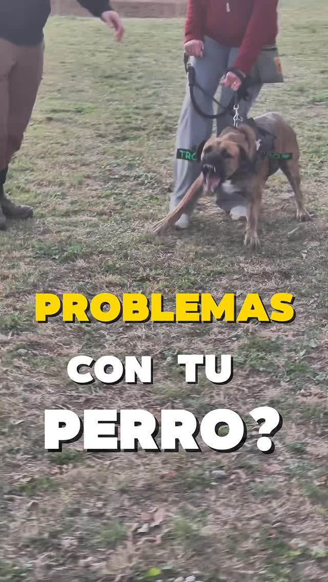 ¿Quieres educar a tu perro y no sabes por dónde empezar?🐕
Te ofrecemos una entrevista gratuita para guiarte desde el principio.
👀 Observamos a tu perro en su entorno
🧏♀️ Escuchamos tu historia y lo que te preocupa
🧩 Te explicamos opciones que se ajusten a vuestro caso
🎯 Y te orientamos con los primeros pasos
💬 Comenta “entrevista” y te escribimos por privado para reservar la tuya.
#dogtraining #educacioncanina #adiestramientocanino #modificaciondeconducta #obedienciacanina #reactividadcanina