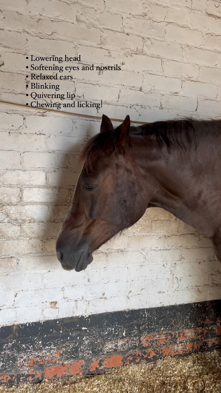Give them time to process ๐ญ
Some horses need longer than others, or will prefer to process releases in private, so if you donโt see them licking, chewing and yawning all over the place during sessions it does not mean it has not been effective!
My own horse Raeya is not particularly expressive during treatments (other than telling me what is sore!) but on this occasion I was hanging around in her stable a little while afterwards and noticed her facial expressions and body language completely soften ๐ซ .
๐ค Watch carefully to see some of the obvious and more subtle changes - do you see these in your own horses?
#vetphysio #npvetphysio #equinephysio #horsephysio #equinerehab #horsesofinstagram