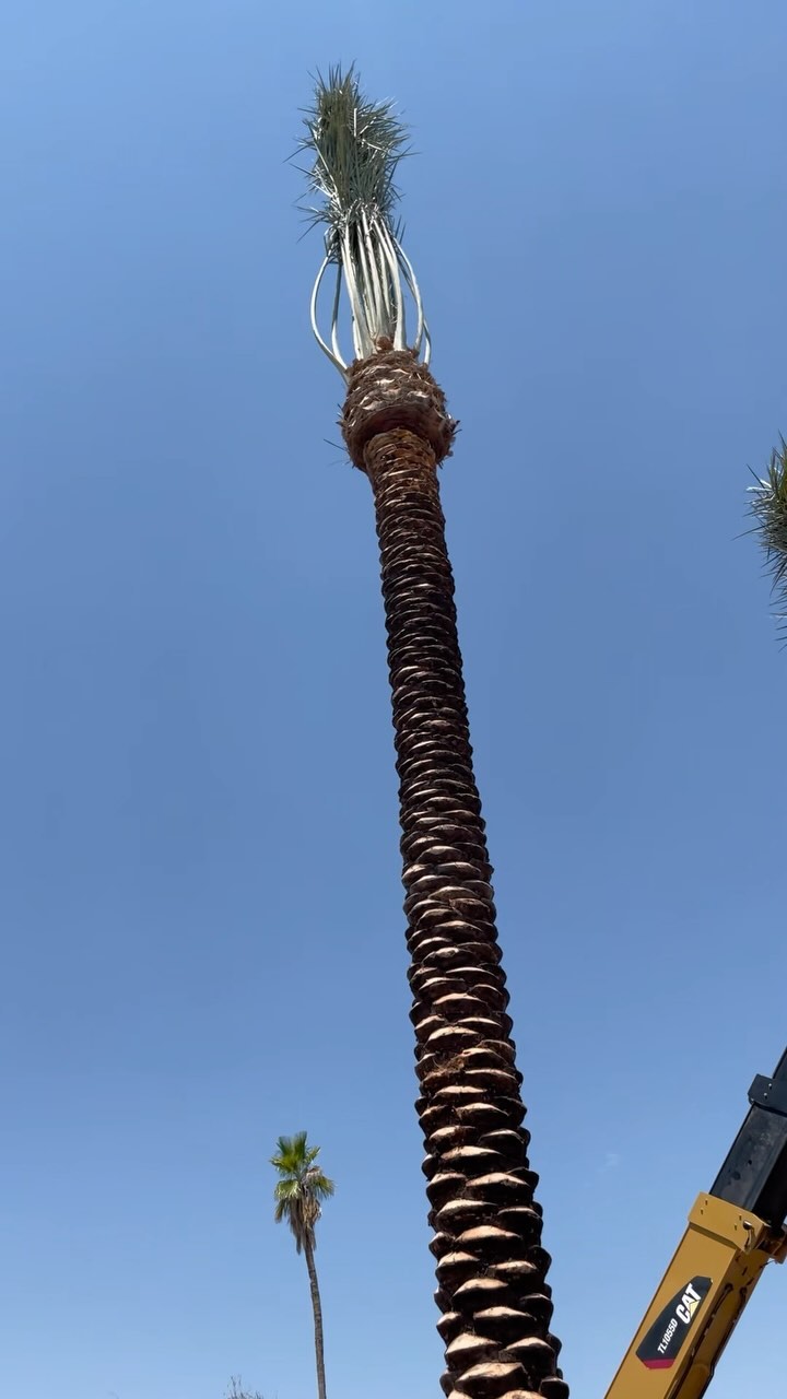 Behind the scenes of how we plant a 🌴Date Palm🌴
Job: San Marcos
Big shout out to our hard working Redd team
Teamwork makes the dream work 💪
.
.
.
.
#datepalm #datepalms #landscape #azlandscape #construction #azphotography #azphoto_ir #az #arizona #instaaz