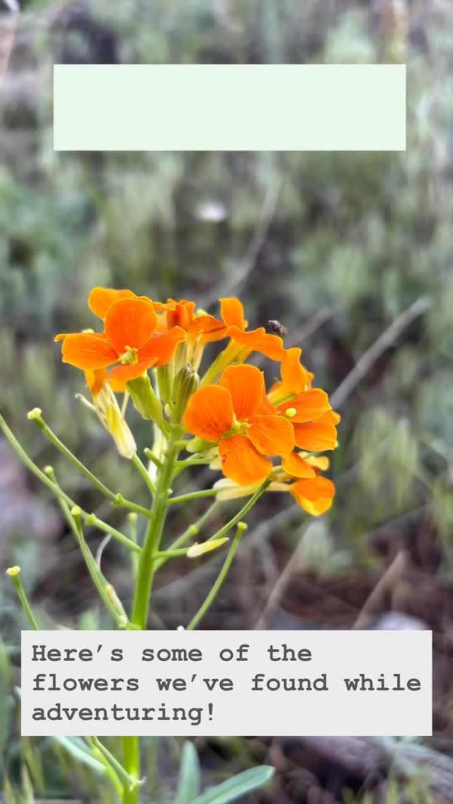 We aim to teach everyone we can about the outdoors, and here’s a small glimpse as to what we do! Follow us along our journey and learn something new daily!
#fyp #nature #climbershaul #smallbusiness #sustainablymade #teaching #flowers #scientificname #colorado #fortcollins #earth #outdoors